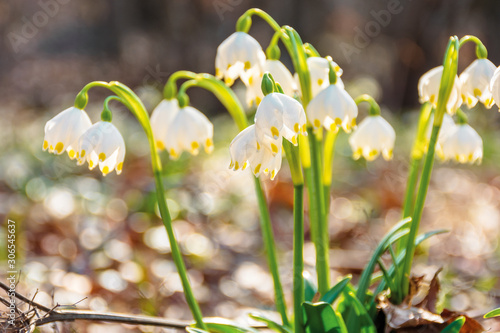 snowdrop flowers on the forest glade. sunny springtime scenery. white Leucojum aestivum bloom symbol of new beginnings and warm days © Pellinni