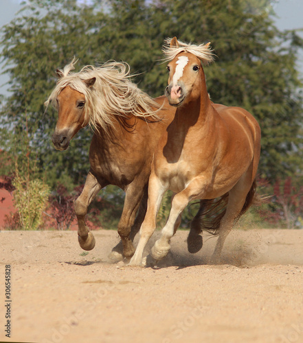 Fototapeta Naklejka Na Ścianę i Meble -  two horses with white manes galloping together forward, vertical photograph
