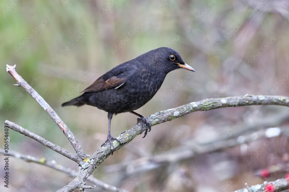 Close-up and detailed photos of a male blackbird sitting on branches and on an earthen drinking bowl for birds Close-up and detailed photos of a male blackbird sitting on branches and on an earthen drinking bowl for birds
