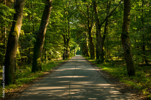 Droga przez las drzewa