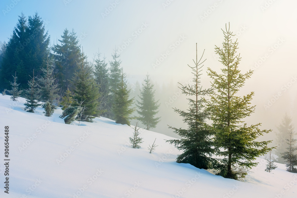winter fairy tale landscape in mountains. beautiful nature scenery with coniferous forest in fog and some spruce trees on the snow covered slope. wonderful Christmas mood on misty morning winter fairy tale landscape in mountains. beautiful nature scenery with coniferous forest in fog and some spruce trees on the snow covered slope. wonderful Christmas mood on misty morning