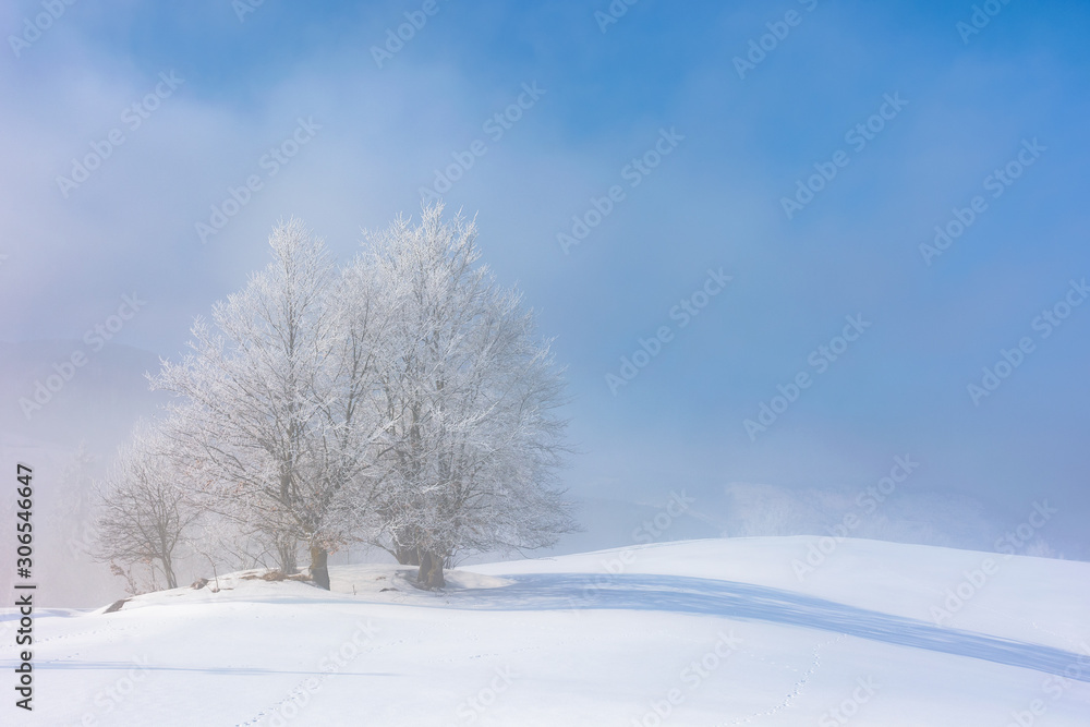 bunch of trees in hoarfrost on snow covered hill. sunny morning landscape. foggy weather with blue sky. fairy tale winter atmosphere. beautiful nature scenery of white season in carpathian mountains