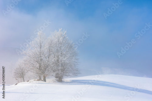 bunch of trees in hoarfrost on snow covered hill. sunny morning landscape. foggy weather with blue sky. fairy tale winter atmosphere. beautiful nature scenery of white season in carpathian mountains © Pellinni
