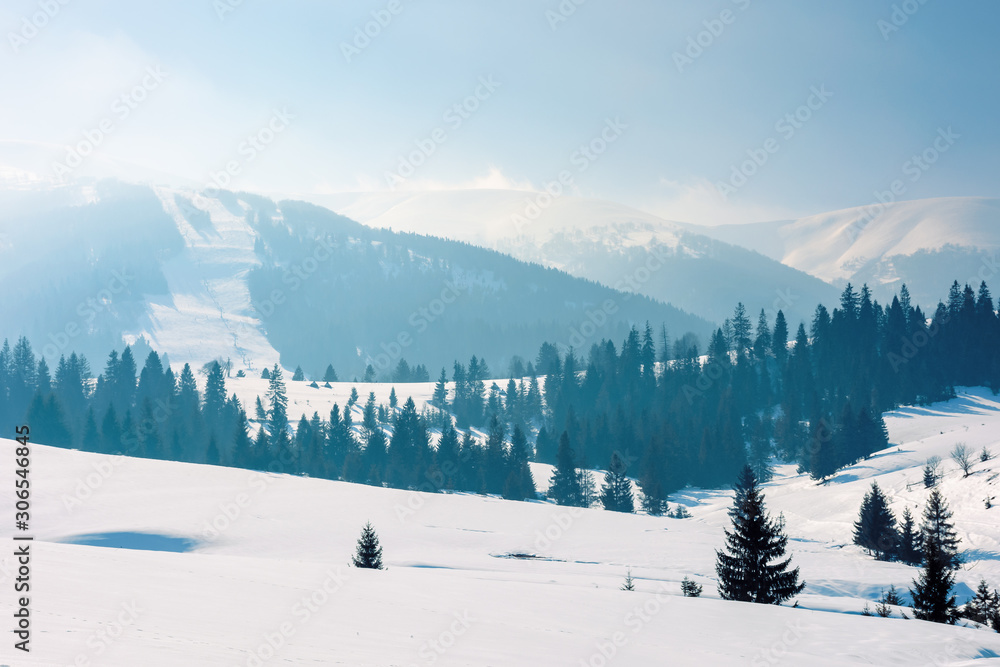 mountainous countryside in wintertime. stunning rural landscape on a bright sunny day. spruce forest on snow covered rolling hills. beautiful scenery of borzhava ridge