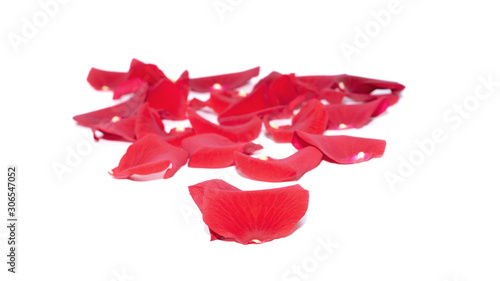 Rote Rosenblätter auf weißem Hintergrund 