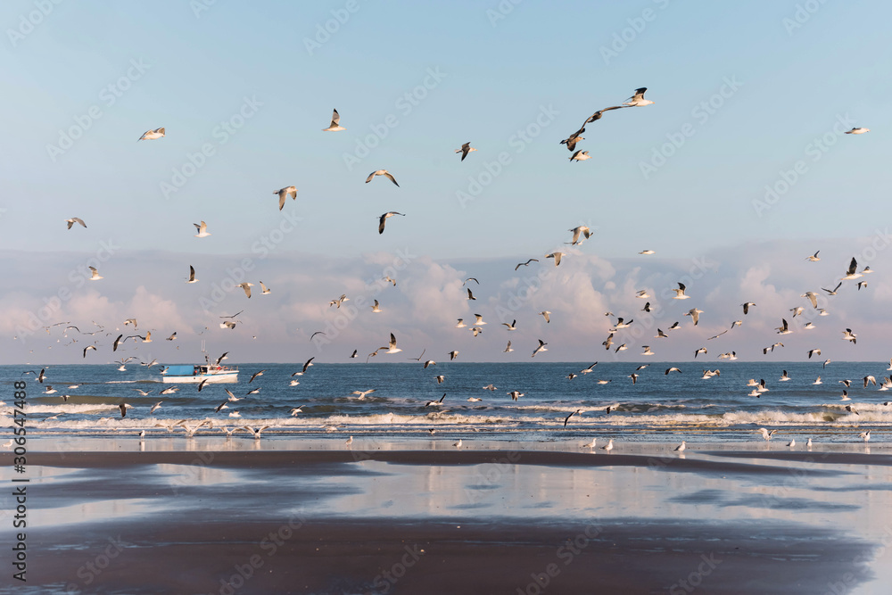group of seagulls flying over the sea