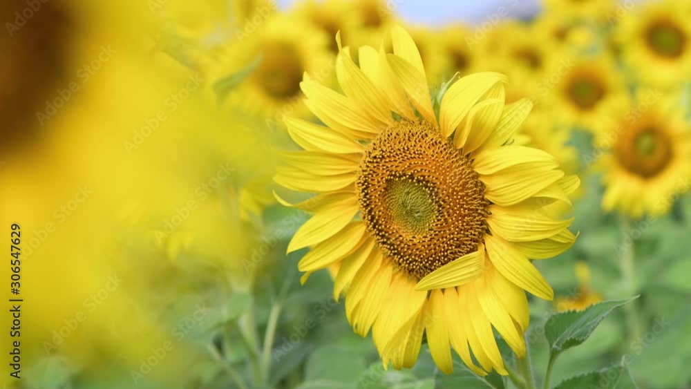 Sunflower Swaying in the Wind Close-up. Beautiful Field With Sunflowers in the Summer. Lop buri, Thailand Sunflower Swaying in the Wind Close-up. Beautiful Field With Sunflowers in the Summer. Lop buri, Thailand