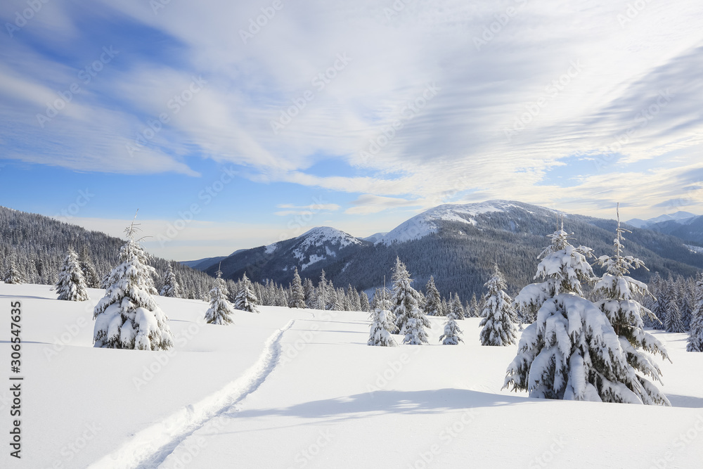 Majestic landscape in the cold winter morning. The wide trail. Christmas forest. Wallpaper background. Location place the Carpathian Mountains, Ukraine, Europe.