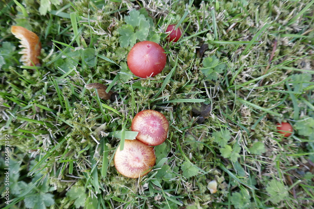 Red toadstools in autumn Red toadstools in autumn