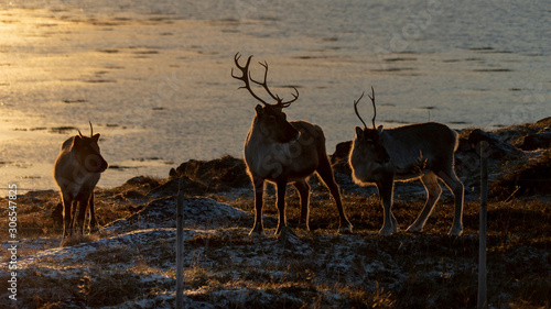 Rennes en troupeau au bord d un fjord en Norv  ge au soleil couchant dans la neige