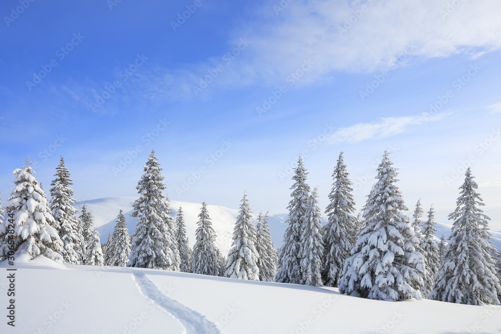 Beautiful mountain scenery. Winter landscape with trees in the snowdrifts, the lawn covered by snow with the foot path. New Year and Christmas concept with snowy background. Location place Carpathian.