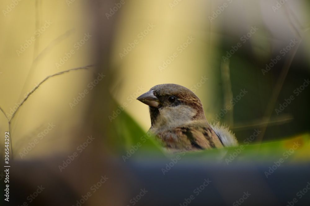 Naklejka premium sparrow on a branch