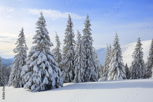 Majestic winter scenery. On the lawn covered with snow the spruce trees are standing poured with snowflakes in frosty day. Beautiful landscape of high mountains and forests. Wallpaper background. © Vitalii_Mamchuk