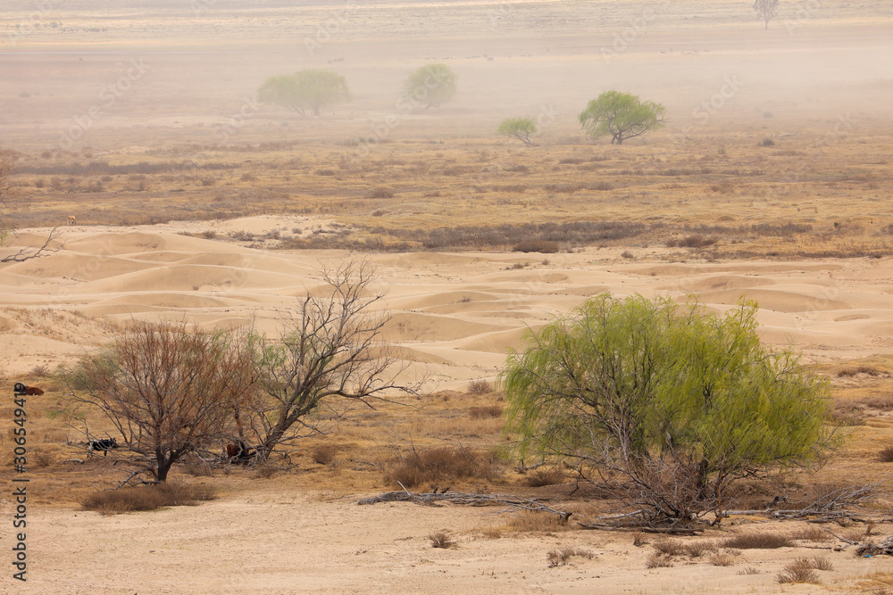 Dust storm with windblown trees on a barren sandy plain, South Africa.