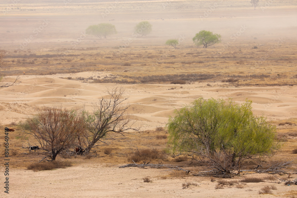 Dust storm with windblown trees on a barren sandy plain, South Africa. Dust storm with windblown trees on a barren sandy plain, South Africa.