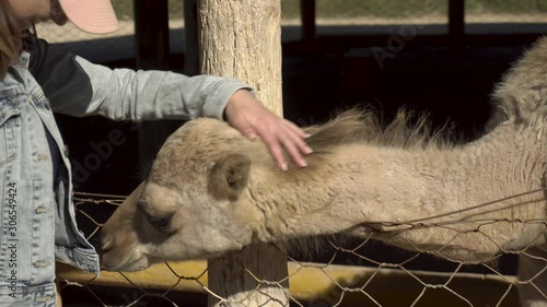 A young woman stroking a camel. One-humped camel in an African zoo in the open air. Animals Out of Will photo