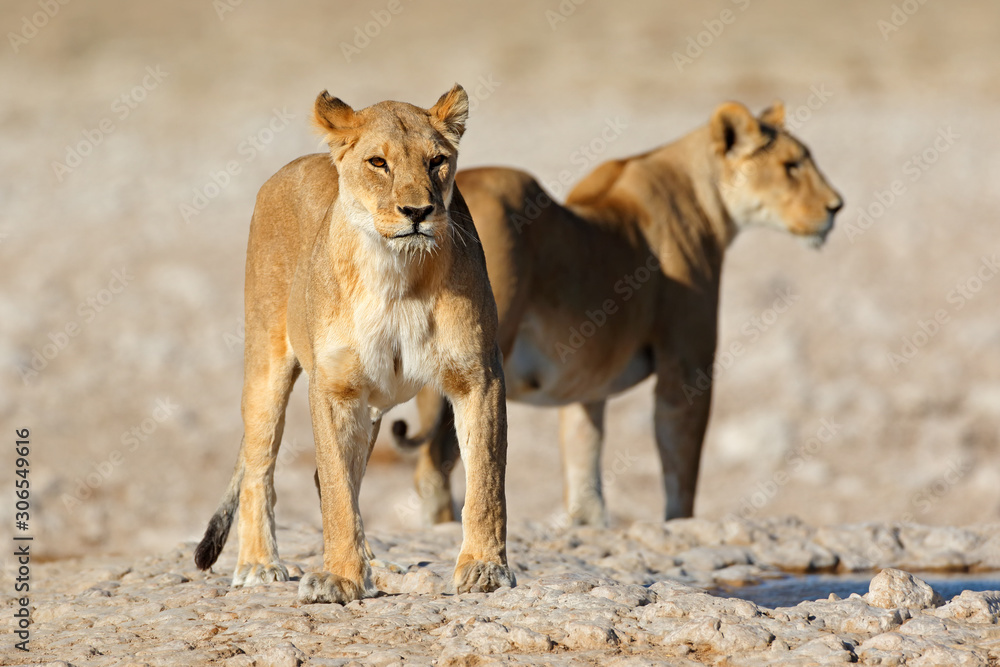 Obraz premium Two lionesses (Panthera leo) at a waterhole, Etosha National Park, Namibia.