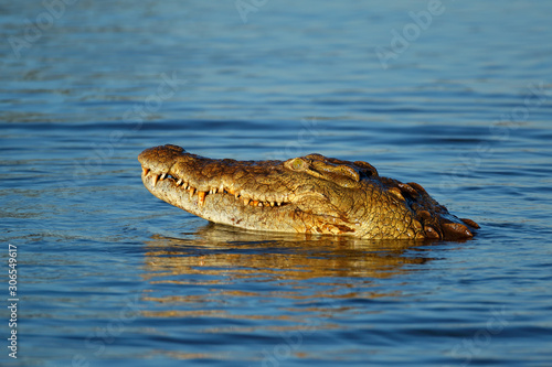 Portrait of a large Nile crocodile (Crocodylus niloticus) in water, Kruger National Park, South Africa.
