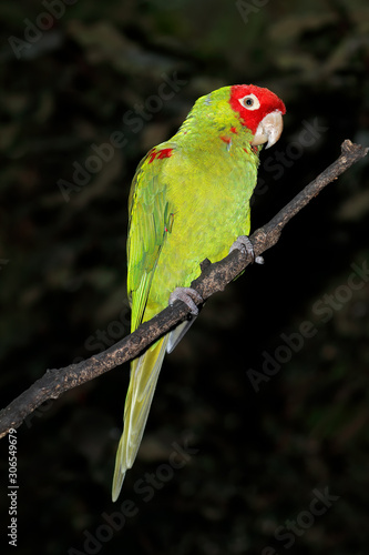 Red-masked conure (Psittacara erythrogenys) sitting on a branch, South America. photo
