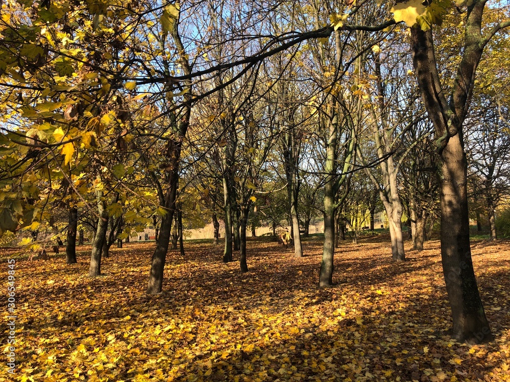 autumn in the park autumn in the park