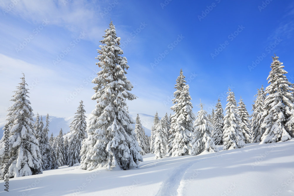Beautiful mountain scenery. Winter landscape with trees in the snowdrifts, the lawn covered by snow with the foot path. New Year and Christmas concept with snowy background. Location place Carpathian.