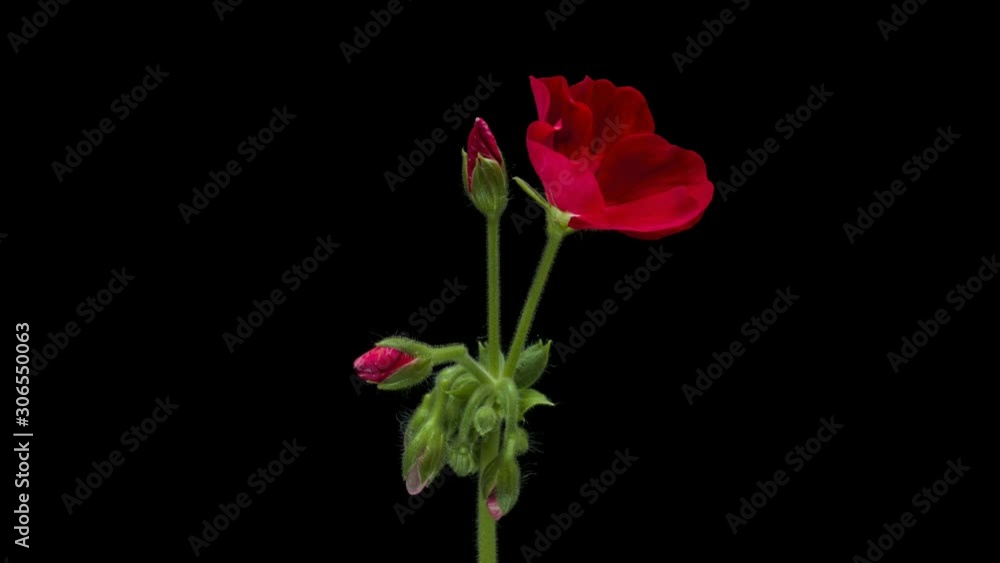 Macro timelapse video blooming flowers of red geranium.4K Macro timelapse video blooming flowers of red geranium.4K