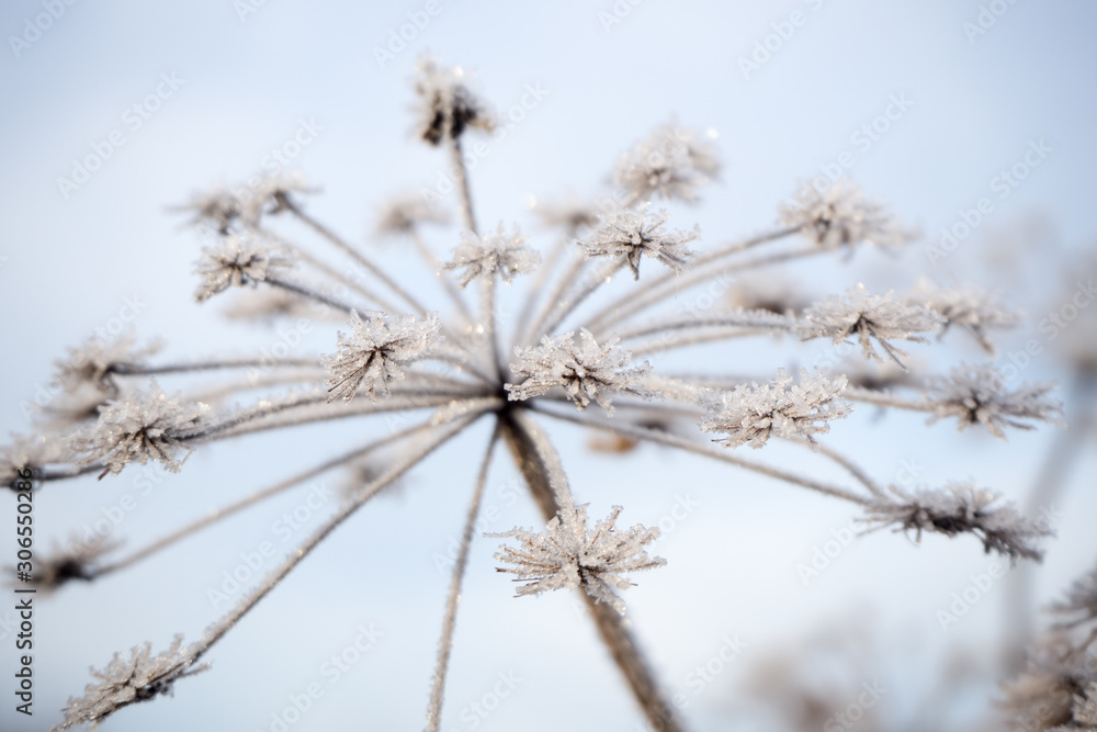 beautiful winter landscape. frozen grass in frost day. beautiful winter landscape. frozen grass in frost day.