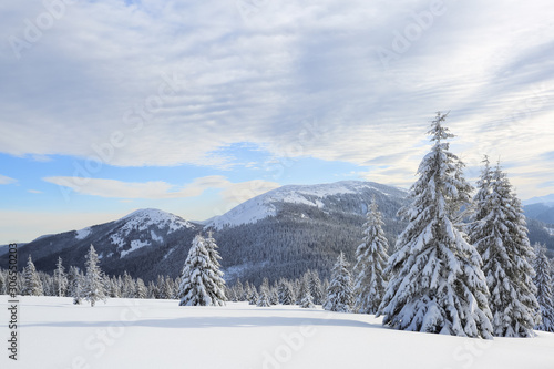 Beautiful landscape of high mountains, wood and blue sky. Winter scenery. Lawn covered with white snow. Location place Carpathian, Ukraine, Europe.