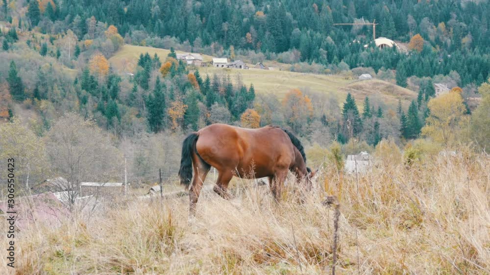 A beautiful red horse grazes on a hillside in the Carpathian mountains A beautiful red horse grazes on a hillside in the Carpathian mountains