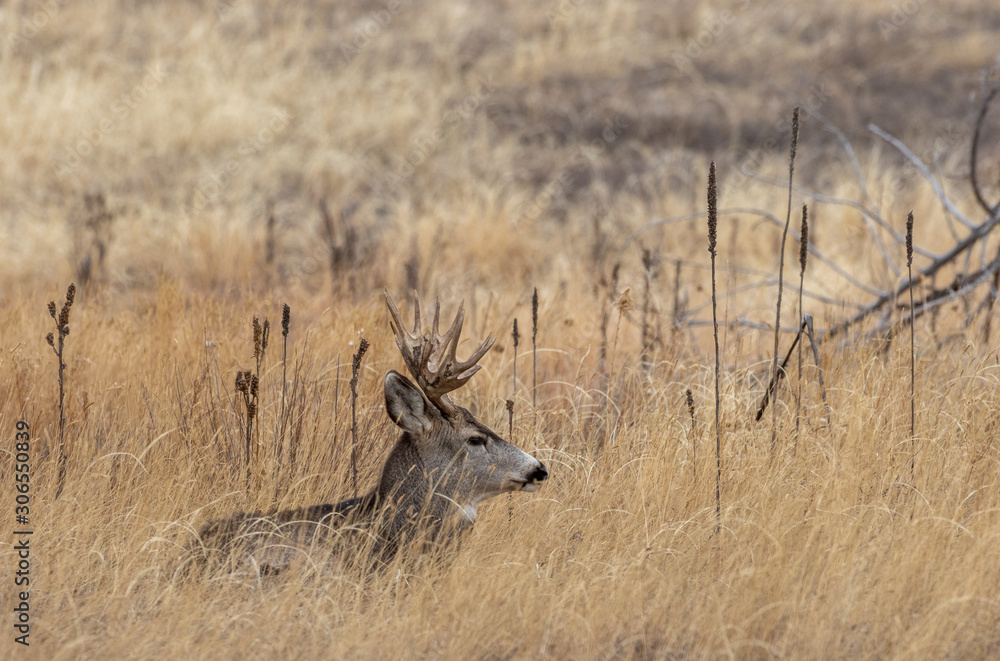 Mule Deer Buck in Colorado in the Fall Rut