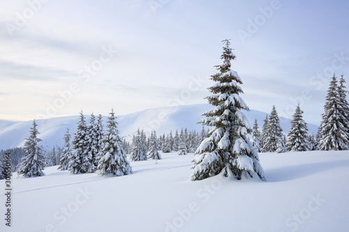 Beautiful landscape of high mountains, wood and blue sky. Winter scenery. Lawn covered with white snow. Location place Carpathian, Ukraine, Europe. © Vitalii_Mamchuk