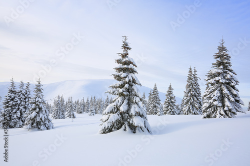 Beautiful landscape on the cold winter morning. The fluffy fir trees in the snowdrifts covered with snow on the lawn. Wallpaper background. Location place Carpathians, Ukraine, Europe.