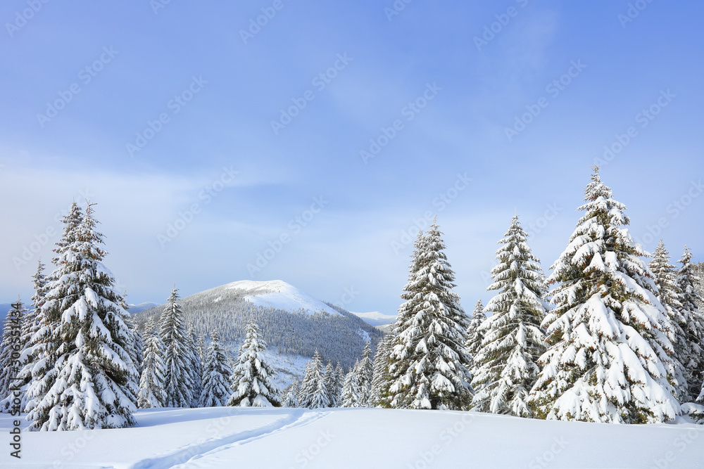 Winter morning. Spruce trees. The lawn covered by white snow with the foot path. New Year and Christmas concept with snowy background. Mountain scenery. Location place Carpathian, Ukraine, Europe. Winter morning. Spruce trees. The lawn covered by white snow with the foot path. New Year and Christmas concept with snowy background. Mountain scenery. Location place Carpathian, Ukraine, Europe.