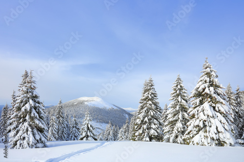 Winter morning. Spruce trees. The lawn covered by white snow with the foot path. New Year and Christmas concept with snowy background. Mountain scenery. Location place Carpathian, Ukraine, Europe.