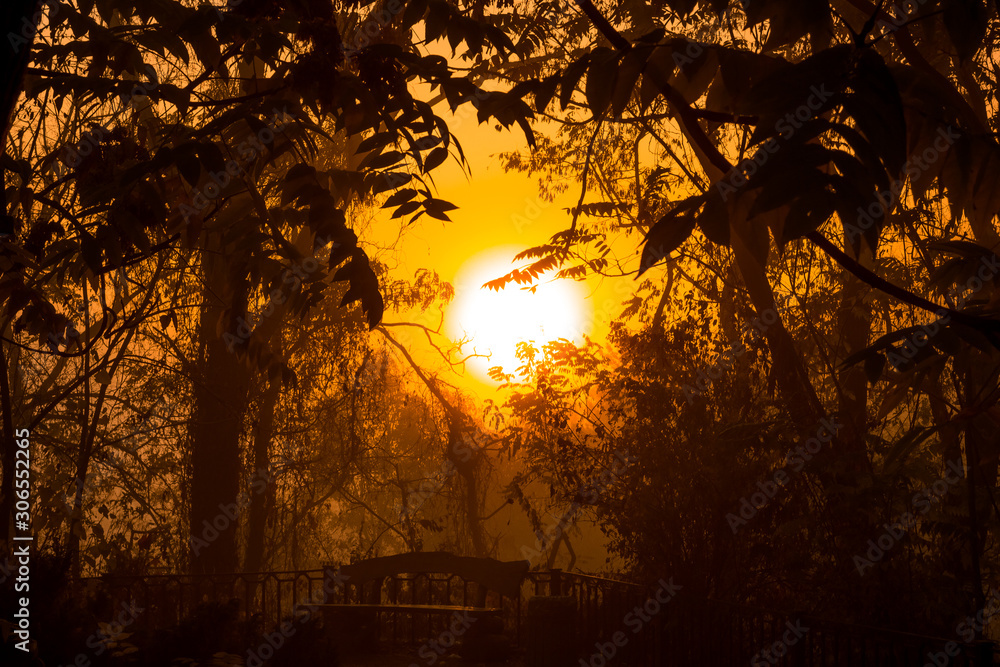 sunset, tree, sun, nature, sky, forest, trees, night, sunrise sunset, tree, sun, nature, sky, forest, trees, night, sunrise