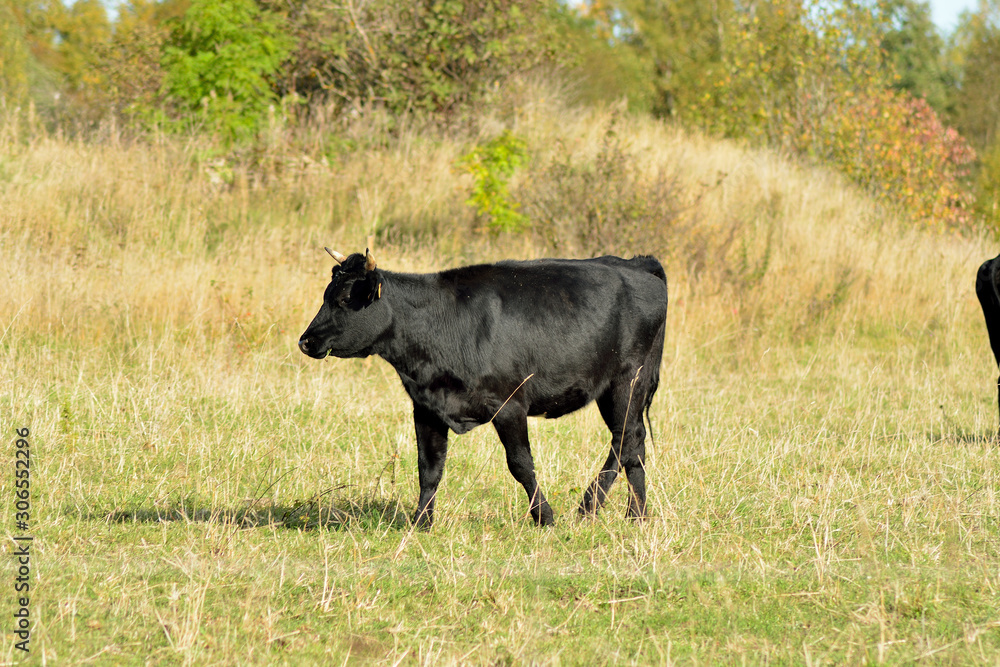 Two young bulls graze Two young bulls graze