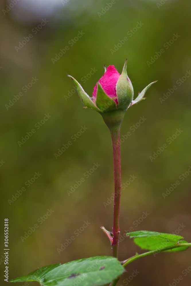 Aufblühende Knospe einer rosa Rose bei Regen, Rosa Aufblühende Knospe einer rosa Rose bei Regen, Rosa