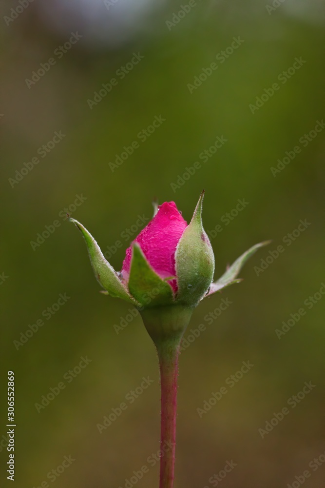 Aufblühende Knospe einer rosa Rose bei Regen, Rosa Aufblühende Knospe einer rosa Rose bei Regen, Rosa