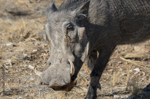 Foto Closeup portrait of common gray warthog with big broken tusks standing in the grass in African savanna