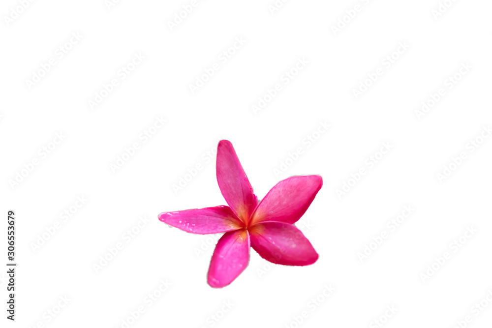 Pink plumeria flowers Laying on brown stones Pink plumeria flowers Laying on brown stones