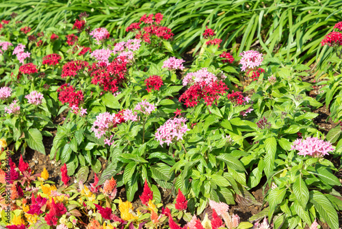 Egyptian starcluster  Pentas lanceolata  and Celosia blooming in the garden.                             