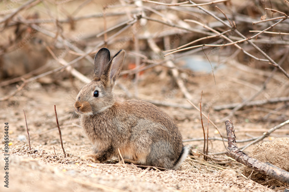 Fototapeta premium hare in natural habit, forest