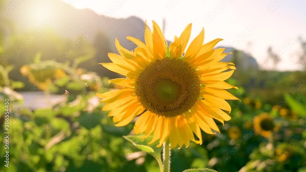 The bees and insects are swarming the yellow sunflower in the evening with golden light. VDO 4K The bees and insects are swarming the yellow sunflower in the evening with golden light. VDO 4K