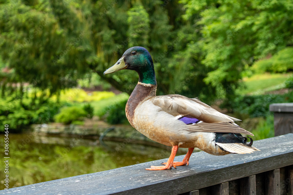 Obraz premium Mallard Duck A male, Mallard Duck perches on a wooden railing.