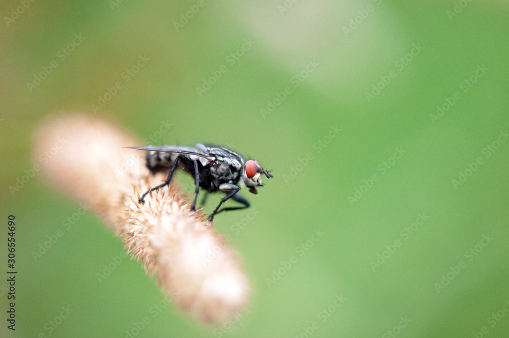 Fototapeta premium Some insects, bee, catelerpilar, and others
