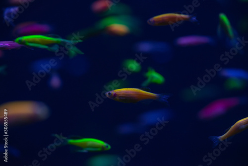 Danio glow fish color nature relax pets home freshwater aquarium