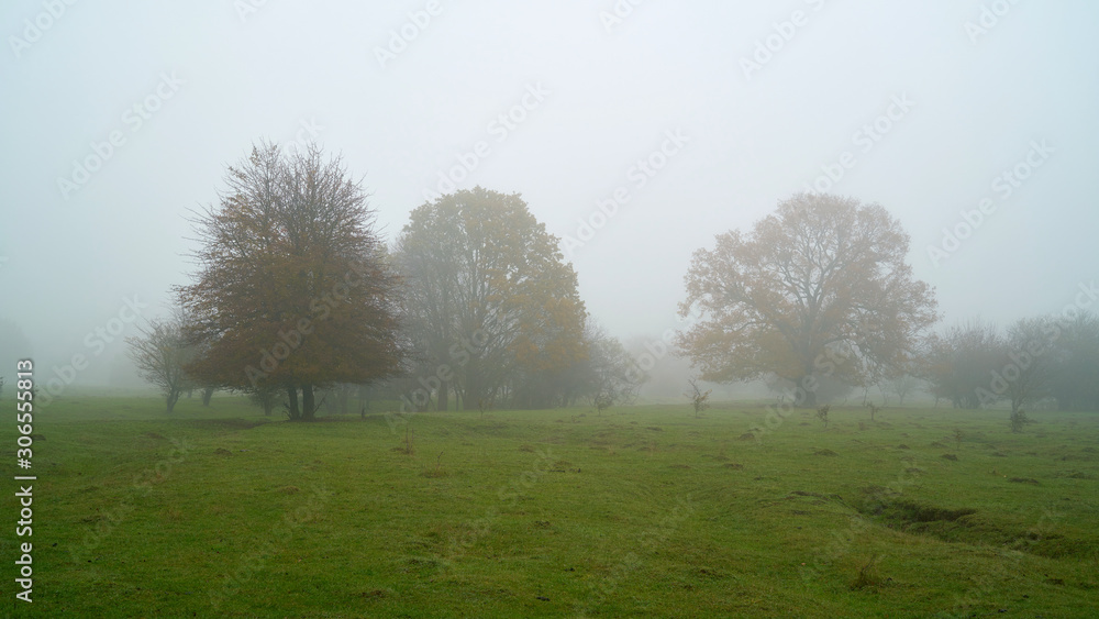 Bäume auf einer Wiese im Herrenkrugpark bei Magdeburg im Herbst im Nebel Bäume auf einer Wiese im Herrenkrugpark bei Magdeburg im Herbst im Nebel