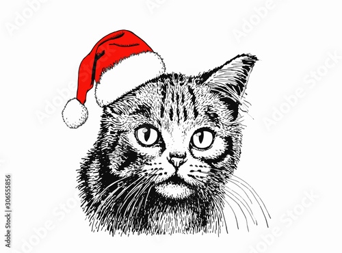 Vector cat in Santa Claus hat isolated on white background, graphical new year illustration