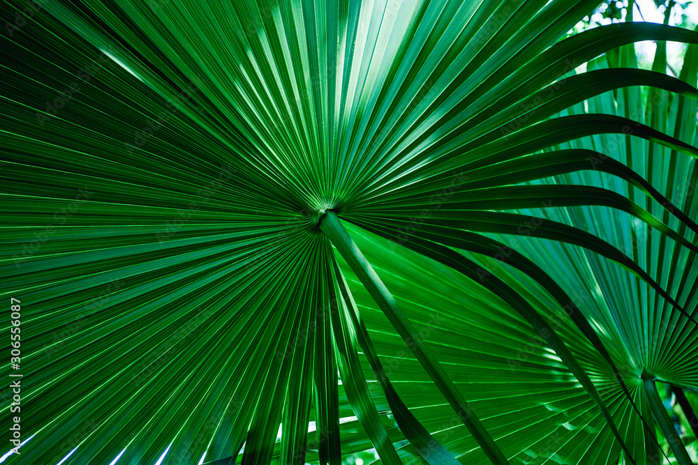 Obraz premium tropical palm leaf and shadow, abstract natural green background, dark blue tone