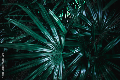 green leaves nature  background, closeup leaves texture, tropical leaves